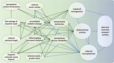 Horizons in Human Aging Neuroscience: From Normal Neural Aging to Mental (Fr)Agility